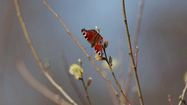 Peacock butterfly with iconic eyeposts gets nectar from Salix caprea goat willow