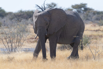 Obraz premium Telephoto shot of one giant African Elephant -Loxodonta Africana- grazing on the plains of Etosha National Park, Namibia.
