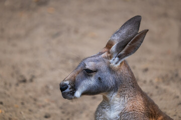 Red Kangaroo Macropus Rufus Portrait