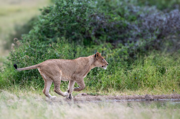African lioness in full stride chasing after prey at a waterhole