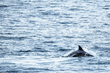 Naklejka premium paele’s dolphins near the coast of punta arenas, chile