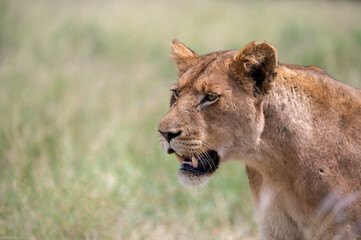 Close up portrait of a Lone lioness moving through the long grass after a failed hunt