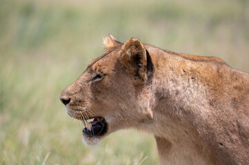 Portrait view of a lioness as she is alert to the movement of approaching prey