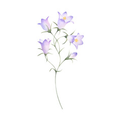 Bellflower wildflower with lilac purple flowers and bud. Hand drawn floral watercolor isolated illustration of field plant. Drawing of meadow flower for fabric print, packaging, postcard and sticker.