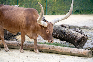 bull elk in the wild