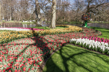 Keukenhof park in Netherlands. Flower bed of colourful flowers in spring