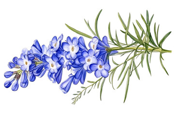 Watercolor Illustration Of A Blue Flower Branch On Isolated Background