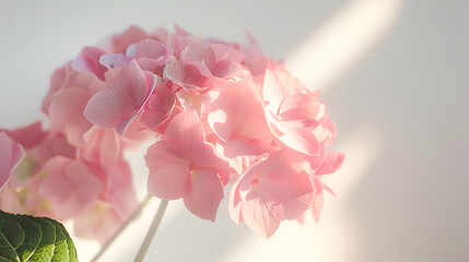 pink carnation flower