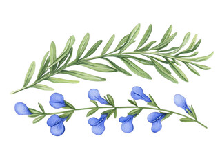 Watercolor Illustration Of Leaves And Flowers In Green And Blue Isolated
