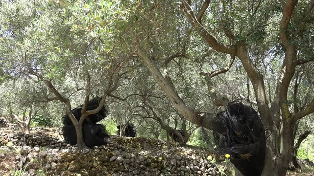 4K Olive Orchard, Trees Greece Countryside View in Summer, Oil Farm, Harvest