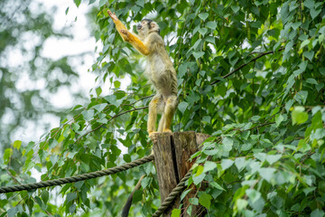 squirrel on a branch