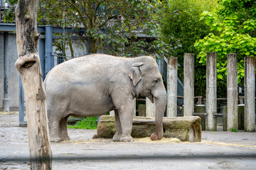 elephant in zoo