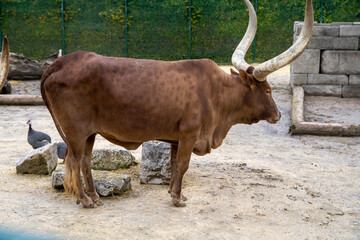 highland cow in winter