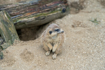 meerkat on guard