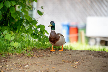 duck on the grass