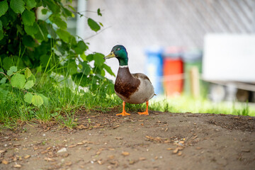 duck on the grass