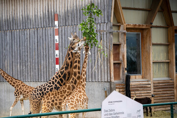 giraffe in zoo