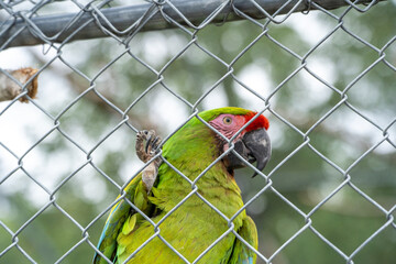 green parrot in cage