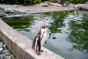 penguin in the water