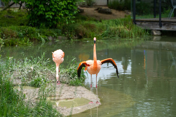 flamingo in the water