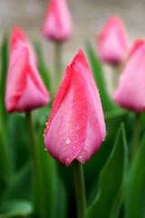 Fototapeta premium pink tulip in the garden
