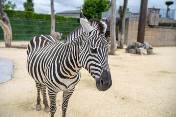 zebra in zoo