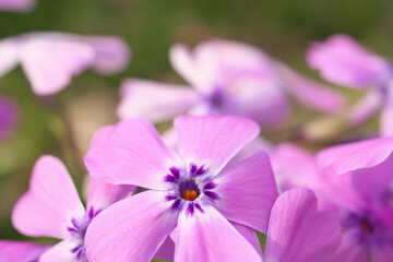 芝桜