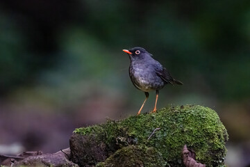 The slaty-backed nightingale-thrush, Catharus fuscater, the family Turdidae