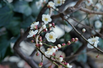 春に咲く梅の花