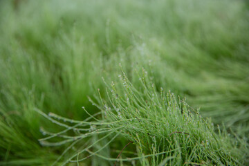 Green grass with dew drops close-up. Nature background.