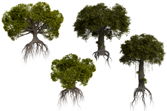 Floating trees with extensive root systems. Lush foliage and vibrant green tones