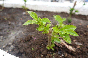 small privet plant growing in the ground. privet propagated by cuttings