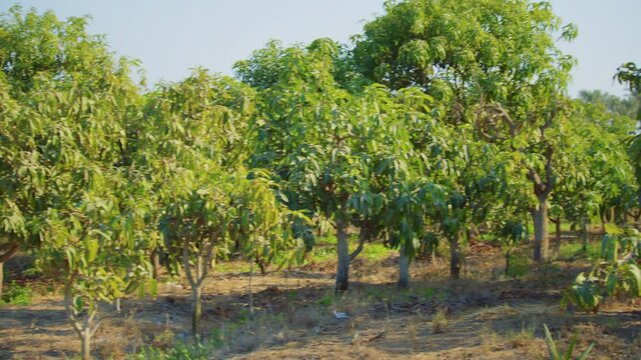 Panning shot of mango trees in an orchard. Rows of lush green mango trees on a bright sunny day.