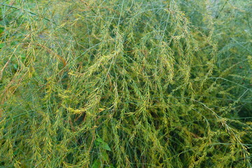A bunch of green plants with yellow leaves