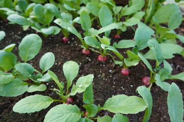 radish plants grown in line ready to harvest.