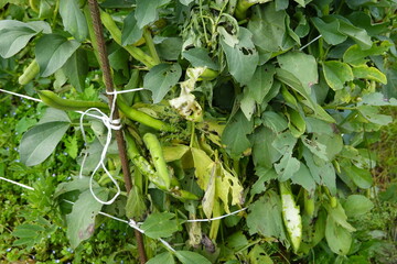 Fava Bean Plant with Pods and Damaged Leaves
