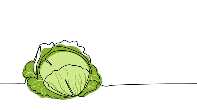 Cabbage head, cole single line animated illustration. One continuous self drawing line animation, footage of cabbage