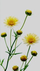 Hairy hawkweed in bloom, full stem and closed buds included, isolated flat-lay style