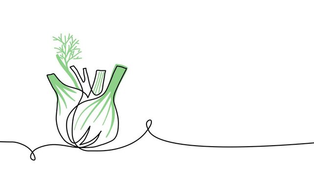 Fennel bulb single line animated illustration. One continuous self drawing line animation, footage of fennel bulb