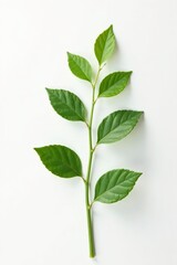 Naklejka premium Single stem with delicate leaves on white background, isolated, texture