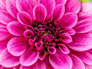 秋の公園や花壇を彩るダリアのある風景。背景。自然風景素材。眩しい日差しでボケた景色。ぼんやりした花畑のイメージ。