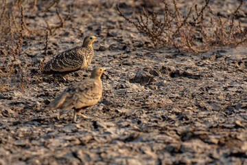 Two Chestnut-Bellied Sandgrouse Camouflaged on Arid Ground in Natural Habitat