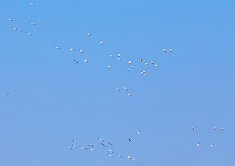 Flock of Gulls Flying in a Blue Sky