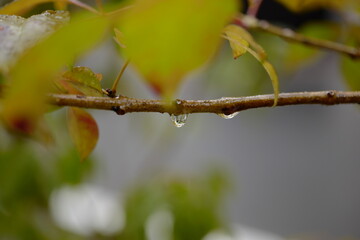木の枝と雨しずく