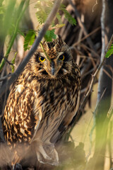 Indian Short-Eared Owl hunting on ground at Little Rann of Kutch