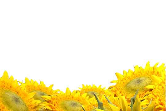 Sunflower field border against black background