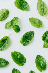 Top view of fresh peppermint leaves with printed botanical name, minimalist layout on white