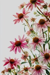 Top-down view of fresh echinacea flowers with botanical label, isolated on white background, high-resolution stock photo style