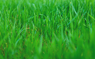 Lawn grass close-up in the yard. Selective focus.