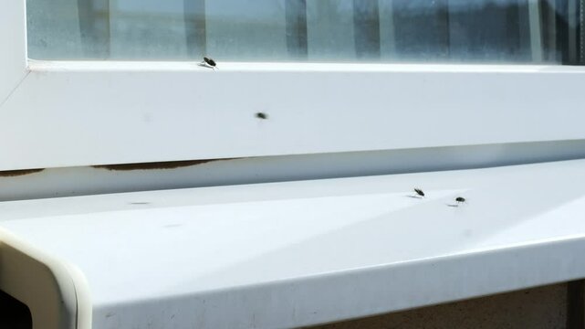 Flies exploring a window sill: insects in motion capturing nature&rsquo;s small wonders